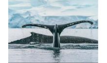 南极半岛+阿根廷：布宜、伊瓜苏二十日探险之旅