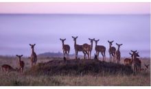 肯尼亚观景专宠·迁徙季限定正点十日游