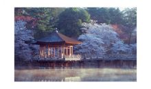 日本古都温泉美食赏樱花七日游