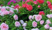 菏泽国花牡丹园一日游